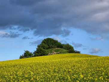 Hillock in a field of rape - on Oddenvejen between Lumsaas and Sonnerup